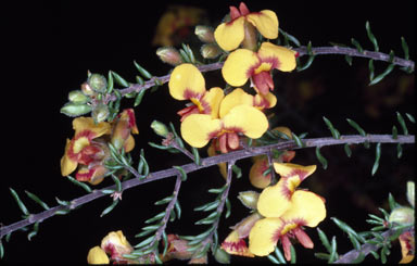 APII jpeg image of Dillwynia phylicoides  © contact APII