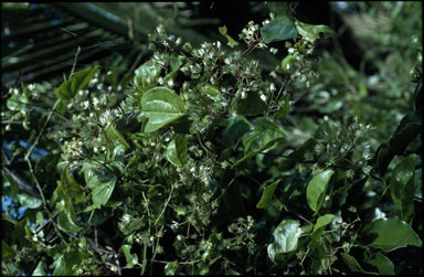 APII jpeg image of Clematis dubia  © contact APII