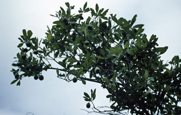 APII jpeg image of Pittosporum bracteolatum  © contact APII