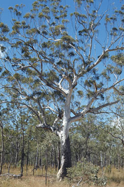 APII jpeg image of Eucalyptus cloeziana  © contact APII