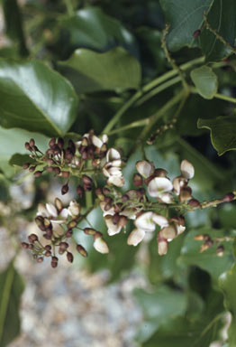 APII jpeg image of Pongamia pinnata var. pinnata  © contact APII