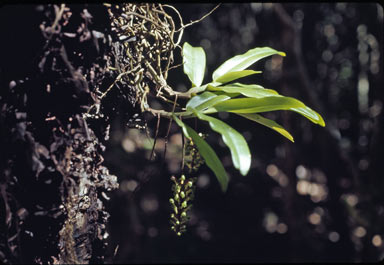 APII jpeg image of Robiquetia wassellii  © contact APII