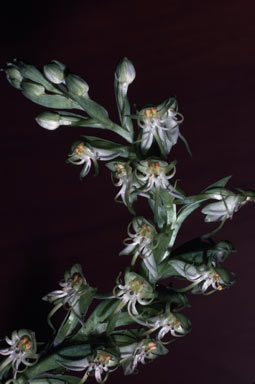APII jpeg image of Habenaria hymenophylla  © contact APII