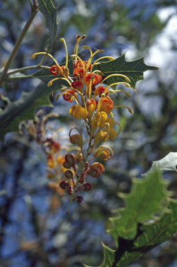 APII jpeg image of Grevillea sp. nov  © contact APII