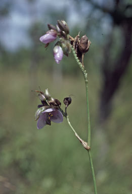 APII jpeg image of Murdannia gigantea  © contact APII