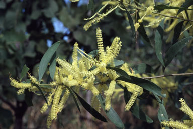 APII jpeg image of Acacia oncinocarpa  © contact APII