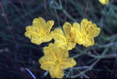 APII jpeg image of Nymphoides subacuta  © contact APII