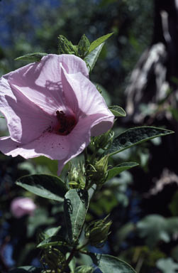 APII jpeg image of Hibiscus arnhemensis  © contact APII