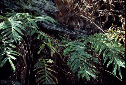 APII jpeg image of Drynaria quercifolia  © contact APII