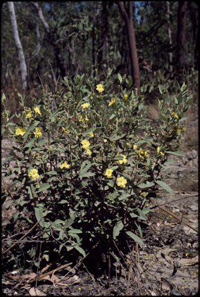 APII jpeg image of Hibbertia brownii  © contact APII