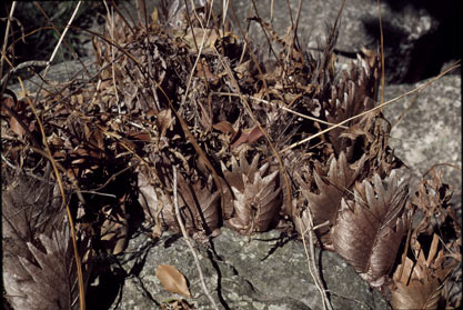 APII jpeg image of Drynaria quercifolia  © contact APII