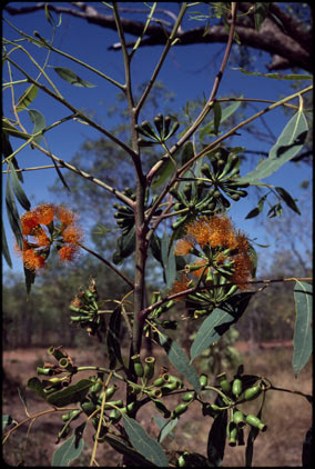 APII jpeg image of Eucalyptus phoenicea  © contact APII