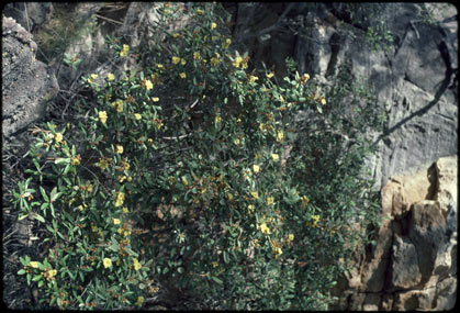 APII jpeg image of Hibbertia banksii  © contact APII