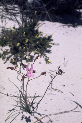 APII jpeg image of Stylidium macranthum  © contact APII