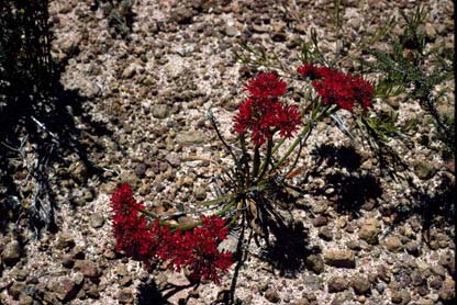 APII jpeg image of Anthotium rubriflorum  © contact APII