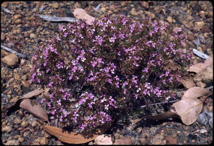 APII jpeg image of Stylidium lepidum  © contact APII