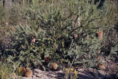 APII jpeg image of Banksia nutans  © contact APII