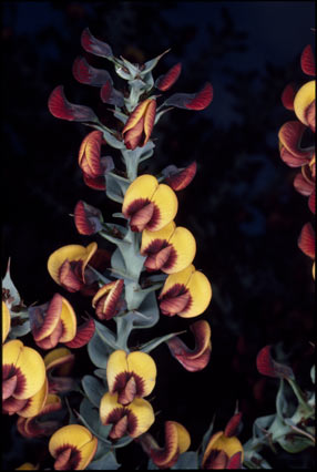 APII jpeg image of Daviesia nudiflora subsp. amplectens  © contact APII
