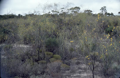 APII jpeg image of Acacia merinthophora  © contact APII