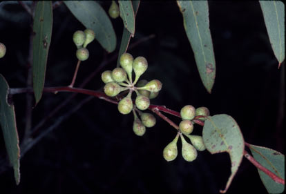 APII jpeg image of Eucalyptus exilis  © contact APII