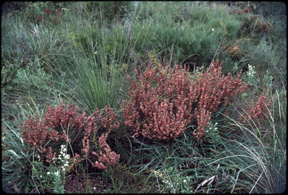 APII jpeg image of Daviesia polyphylla  © contact APII