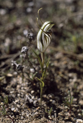 APII jpeg image of Diplodium brevichilum  © contact APII