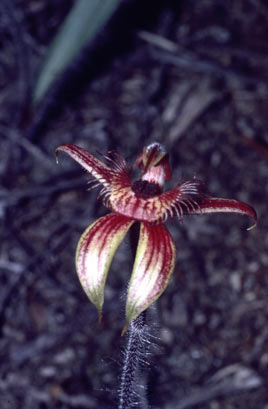 APII jpeg image of Caladenia discoidea  © contact APII