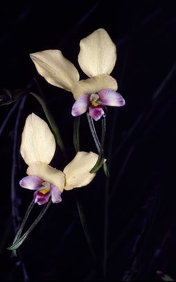 APII jpeg image of Diuris pulchella  © contact APII