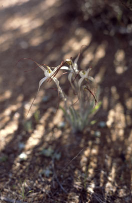 APII jpeg image of Caladenia denticulata subsp. denticulata  © contact APII