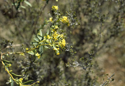 APII jpeg image of Pimelea spiculigera var. thesioides  © contact APII