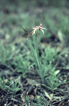 APII jpeg image of Caladenia radialis  © contact APII