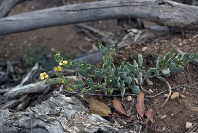 APII jpeg image of Zygophyllum glaucum  © contact APII