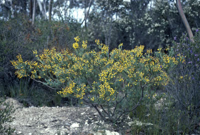 APII jpeg image of Acacia mutabilis subsp. angustifolia  © contact APII