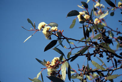 APII jpeg image of Eucalyptus leptocalyx  © contact APII