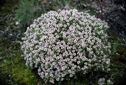 APII jpeg image of Andersonia sprengelioides  © contact APII