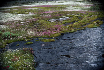 APII jpeg image of Hyalosperma simplex subsp. graniticola,<br/>Polypompholyx multifida  © contact APII