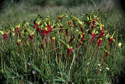 APII jpeg image of Anigozanthos bicolor subsp. decrescens  © contact APII