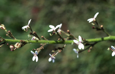 APII jpeg image of Stylidium crassifolium  © contact APII