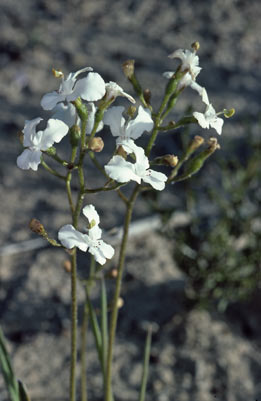 APII jpeg image of Stylidium caricifolium subsp. caricifolium  © contact APII