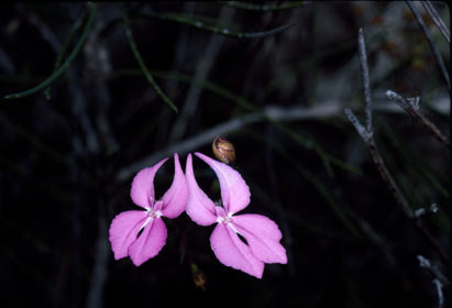 APII jpeg image of Stylidium macranthum  © contact APII