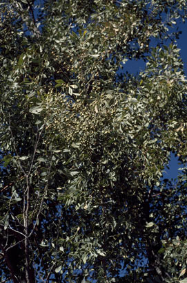 APII jpeg image of Codonocarpus cotinifolius  © contact APII