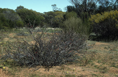 APII jpeg image of Leptosema aphyllum  © contact APII