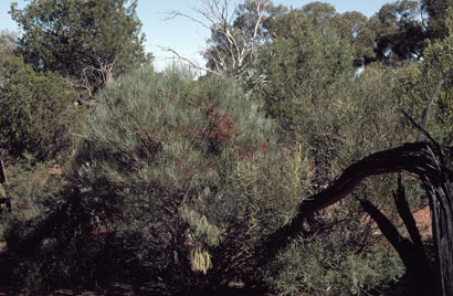 APII jpeg image of Grevillea haplantha  © contact APII