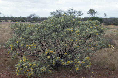 APII jpeg image of Senna artemisioides subsp. x sturtii  © contact APII