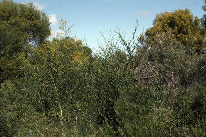 APII jpeg image of Anthocercis ilicifolia subsp. ilicifolia  © contact APII
