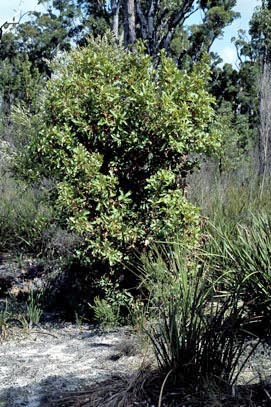 APII jpeg image of Banksia quercifolia  © contact APII