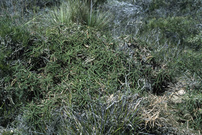 APII jpeg image of Banksia dryandroides  © contact APII