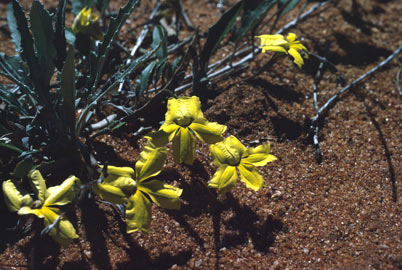 APII jpeg image of Goodenia xanthosperma  © contact APII