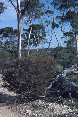 APII jpeg image of Daviesia argillacea  © contact APII