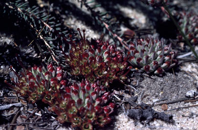 APII jpeg image of Darwinia virescens  © contact APII